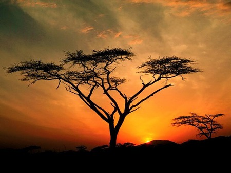 Sunset in Africa - sky, clouds, tree, sunset, gold