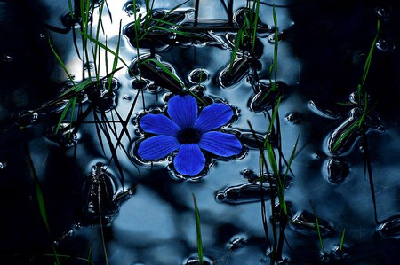 Blue dream - dark, night, water, green, moonlight, pond, black, flower