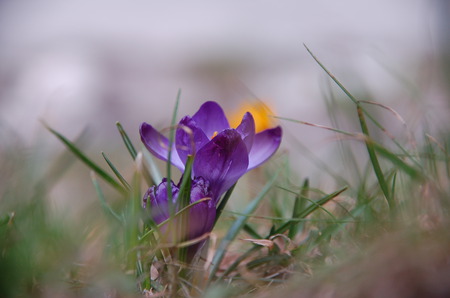 Spring has come - flowers, spring, nature