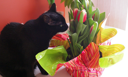 Lovely Black Cat - beauty, black cat, nice, animals, tulips, pretty, cute, cat, kitty, lovely, vase, kitten, cats, beautiful, sweet, tulip, flowers