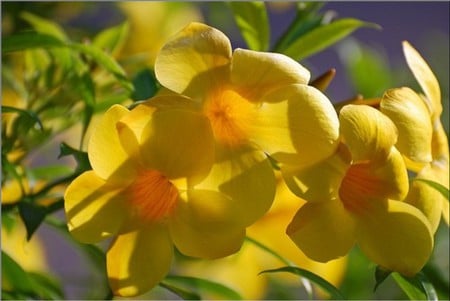 spring flowers - flowers, beutiful, nature, yellow, spring, flower