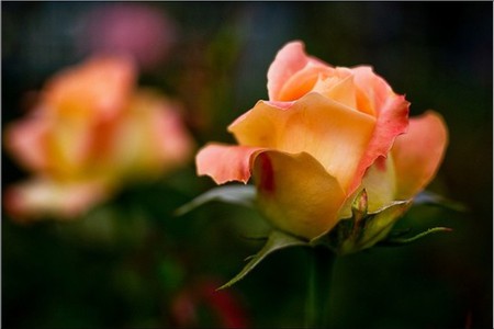 single rose - lonely, beautiful, love, flower, orange, flowers, nature, single, rose