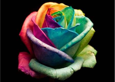 colorful rose - flower, rose, beautiful, lovely, love, single, colors, colorful