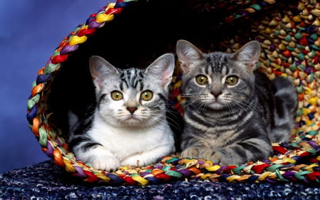 Cats - colors, basket, beautiful