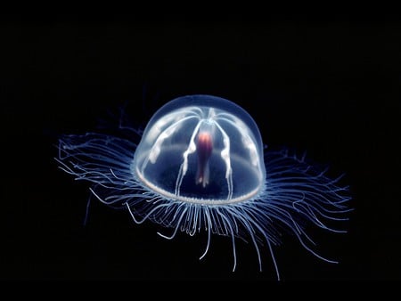 Jellyfish - jellyfish, cool, picture