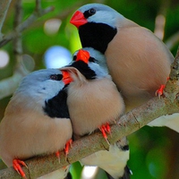 Beautiful Birds