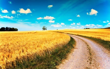 Road - sky, wheat, road, clouds, trees