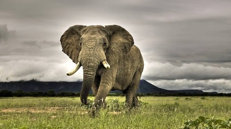 tanking a stroll  - elephants, nature, animals