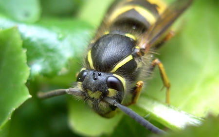 Wasp Eyes - wasp, nature, yellow, bug, green, black