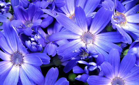 Big blues - flowers, white, bunch, blue