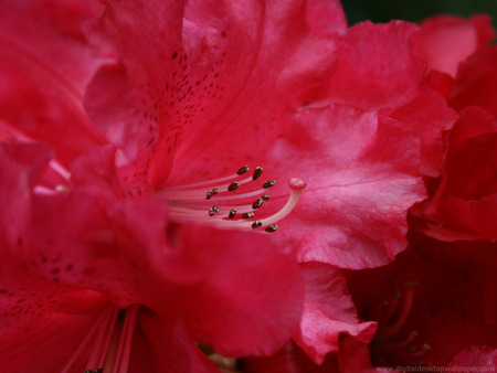 ruby in bloom - flower, open pistils, red, blooming