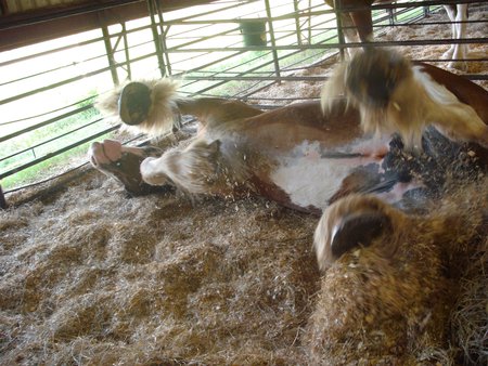 Rolling in the Hay - horse, clydesdale