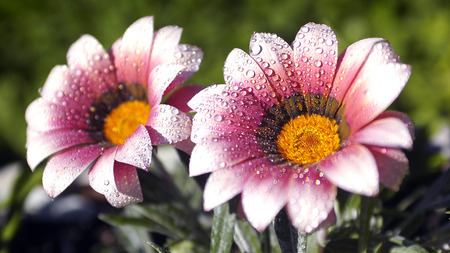 twin flowers - flowers, spring, daisies, springtime, pink and white