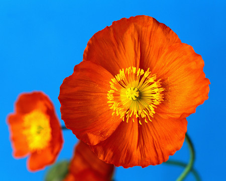 pretty flowers - bright, flowers, spring, orange, yellow, minimalistic, blue