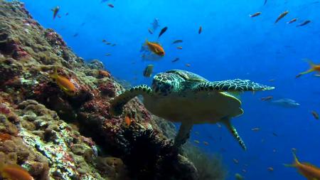 Sea Turtle HD 1080p - seas turtle, hd turtle, turtle hd