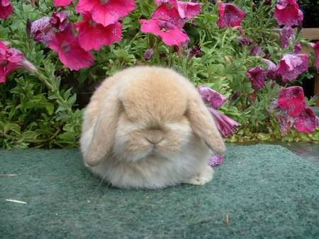 Too little for Easter - sleeping, flowers, cute, bunny