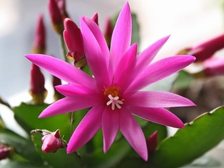 Pretty in pink - flower, open, pink, leaves