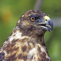 Galapagos_Hawk