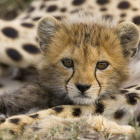 Cheetah_Cub