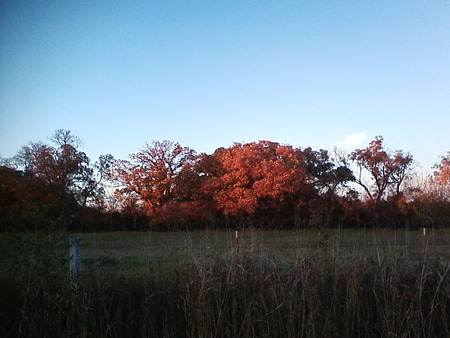 in the country - landscape, trees, sunset, sunsets