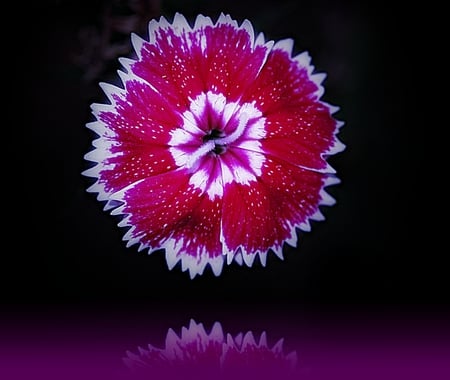 Dianthus Reflection - nature, dark, reflection, black, flower, spring