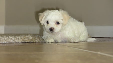 puppy - white, puppy, funny, cute, pup, puppies