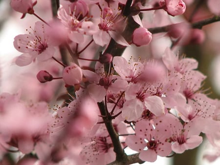 cherry blossom05. jpg - blossoms pink, flower, cherry