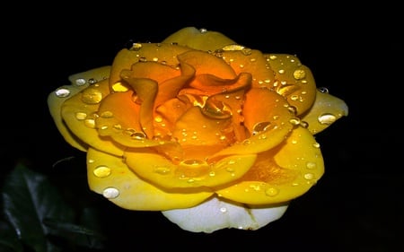 Glowing Love - flower, dew, glow, water, abstract, caring, roses, lovely, nature, romantic