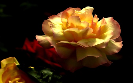 The Night Will Be Long - roses, lovely, loving, nature, glow, abstract, romantic, caring, flower