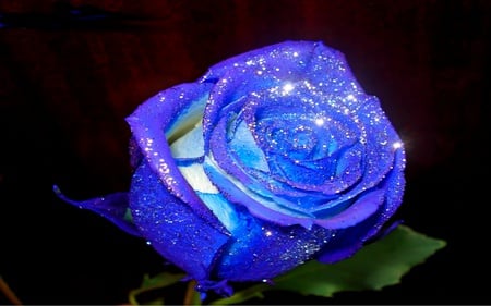 Special Delication To All In DesktopNexus - beauty, sparkling, roses, lovely, nature, abstract, romantic, caring, blue, flower