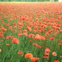 field of poppies