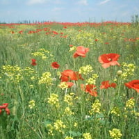 field of poppies