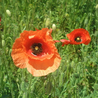 poppies