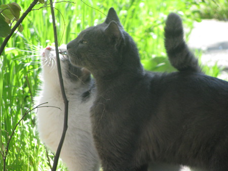 green walk - green, animals, walk, cats