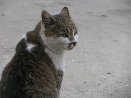 on the street - street, cats, animals, nature