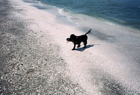 on the beach - beach, animals, dogs