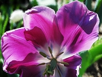 Pink Tulip Closeup