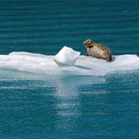 Harbor Seal Glacier Bay Alaska