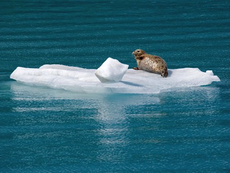 Harbor Seal Glacier Bay Alaska - picture, cool, harbor seal, alaska, glacier bay