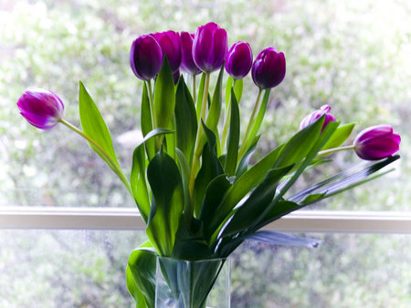 Purple Spring - purple, window, tulips, bouquet, spring, vase