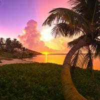 Palm tree and sunset