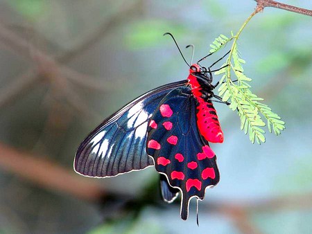 Beautiful Butterfly - beautiful, butterfly, cool, picture