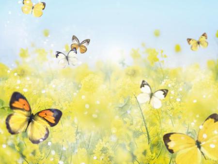 The Beauty of Spring - nature, butterflys