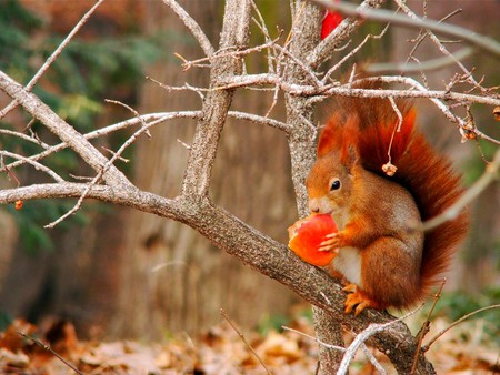 Red Squirrel - picture, cool, red squirrel