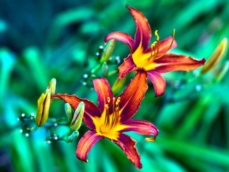 Railroad Lilies