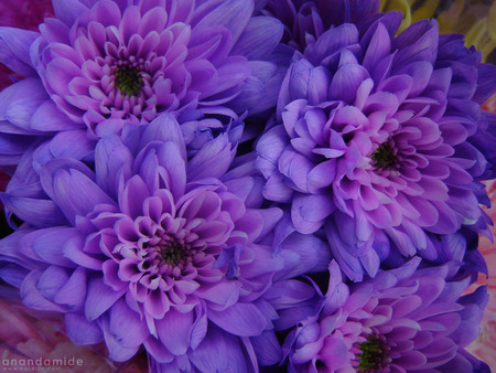 The color purple - four, flowers, purple, pink