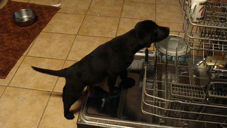 Madison washes dishes - want help mom, diswashing 101