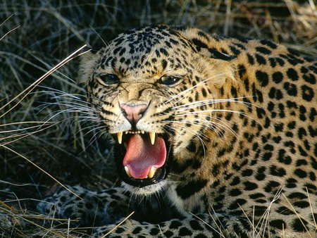 Leapord - leopard, animals, jungle, big cat