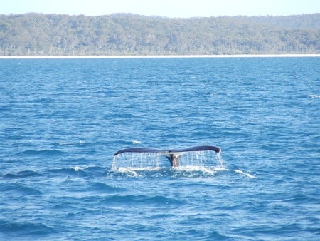 Whale Tail - tails, big, ocean, whales