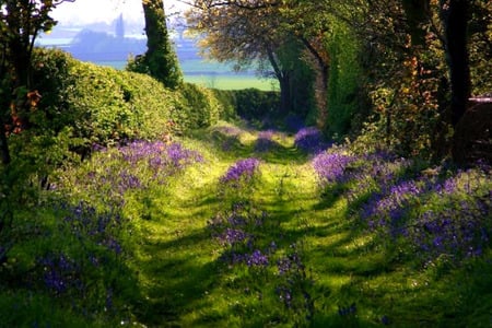 Bluebell Forest - england, trees, bluebells, blue, grass, forest